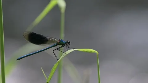 Dragonfly Stock Footage 345231604