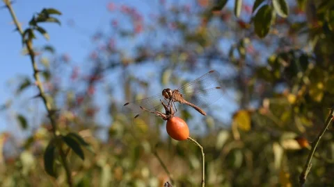 Dragonfly in the forest Stock Footage 115361394