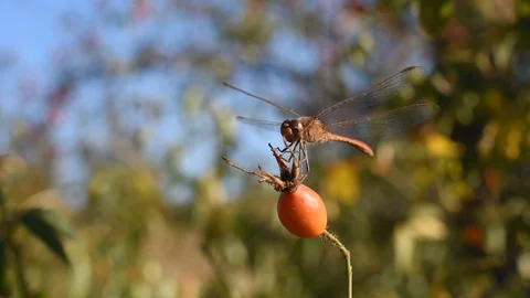 Dragonfly in the forest Stock Footage 115362618