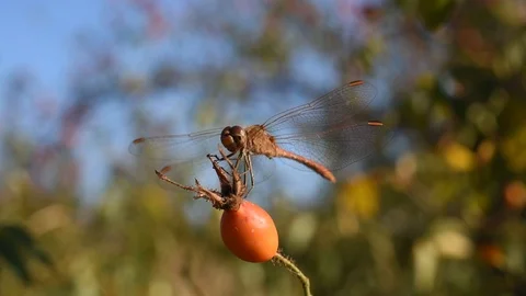 Dragonfly in the forest Stock Footage 115362625