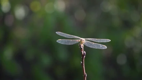 Dragonfly in the forest Stock Footage 115362886