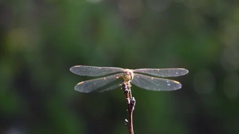 Dragonfly in the forest Stock Footage 115362983