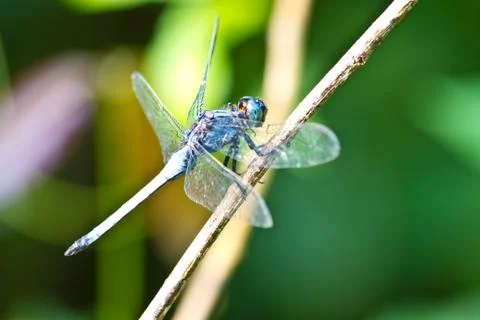 Dragonfly in forest 스톡 사진