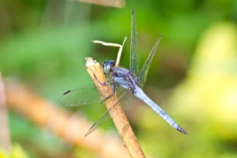 Dragonfly in forest Stock Photos