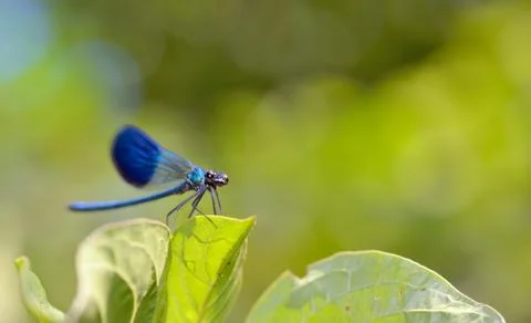 Dragonfly in forest Free Stock Photos