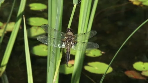 Dragonfly, Four-spotted Chaser perched on waving reed and flies away Stock Footage 44796998