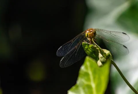 Dragonfly front Stock Photos