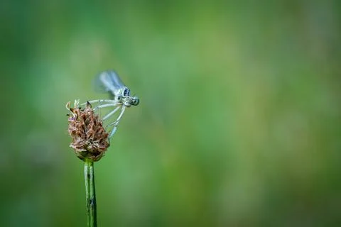 A Dragonfly from the front Stock Photos