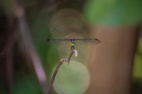 Dragonfly Front Shot Stock Photos