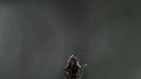 Dragonfly front view CU Stock Footage 247042891