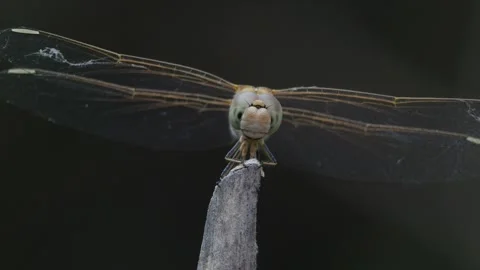 Dragonfly front view flies away and comes back Stock Footage 247042856