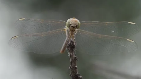 Dragonfly front view Stock Footage 247042880