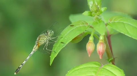 Dragonfly on fuchsia leaf Stock Footage 67428591