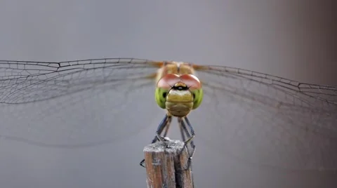 Dragonfly in the garden Stock Footage 54826580