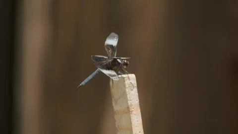 Dragonfly in the garden Stock Footage 282133863