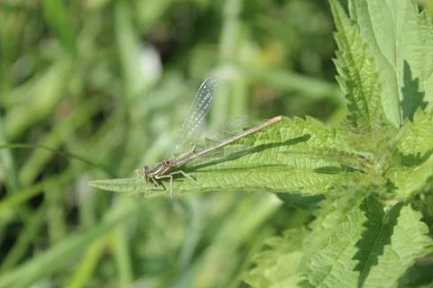 Dragonfly in the garden Stock Photos