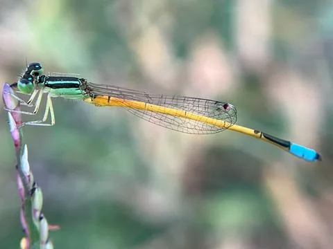 Dragonfly in the garden Fotos de archivo