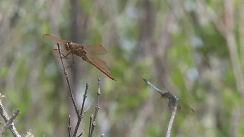 Dragonfly in gentle breeze Stock Footage 131880619