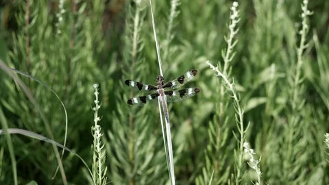 Dragonfly gently sways back and forth along with the wind on this prairie grass. Video stock 91470357