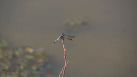 Dragonfly gets visitor and flies away - slo-mo HD Stock Footage 109127697