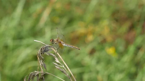 Dragonfly on a glade. Stock-Footage 117223658