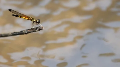 Dragonfly grab on tiny wooden stick by river, moving wings Stock Footage 89603761