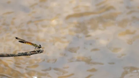 Dragonfly grab on tiny wooden stick by river, moving head Stock Footage 89603762