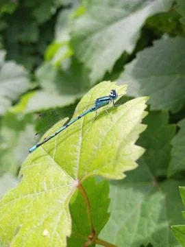 Dragonfly on a Grape Leaf Stockfoto's