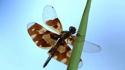 Dragonfly on grass. Black yellow dragonfly slow motion catch grass on sky blue Stock Footage 82723867