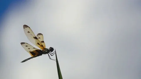 Dragonfly on grass. Black yellow dragonfly slow motion catch grass on sky blue 库存影片 82725093