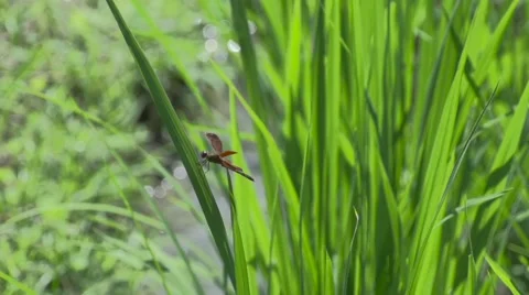 Dragonfly on grass blade Stock Footage 65826718