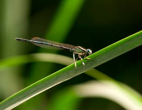 Dragonfly on a grass blade Foto stock