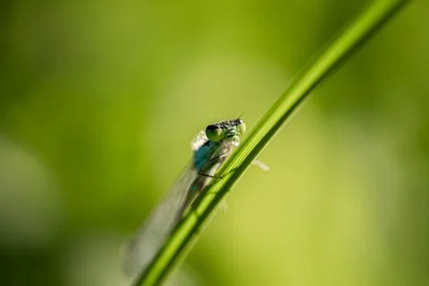 Dragonfly on the grass. concept elegance, flight, lightness Stock Photos