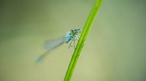 Dragonfly on the grass. concept elegance, flight, lightness Stock Photos