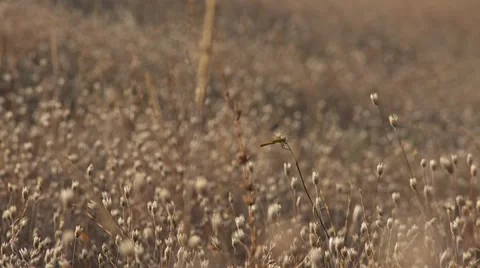 Dragonfly on grass field 02 45s Stock Footage 1547057