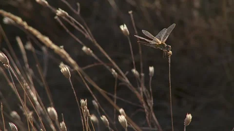 Dragonfly on grass field closeup Stock Footage 1544072