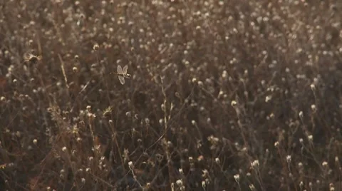 Dragonfly on grass field Stock Footage 1548494
