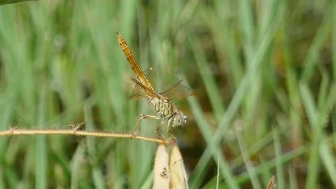 Dragonfly on the grass Stock Footage 78705613