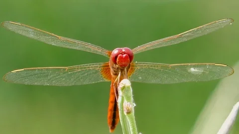 Dragonfly on the grass Stock Footage 78705718
