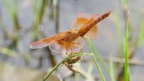 Dragonfly on the grass Stock Footage 78706177