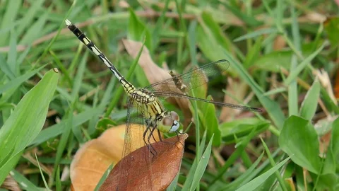 Dragonfly on the grass Stock Footage 78707019
