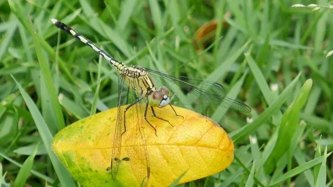 Dragonfly on the grass Stock Footage 78707135