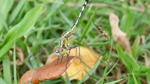 Dragonfly on the grass Stock Footage 78707216