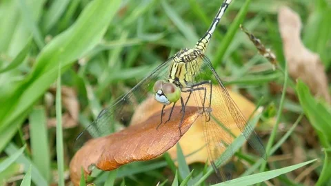 Dragonfly on the grass Stock Footage 78707396
