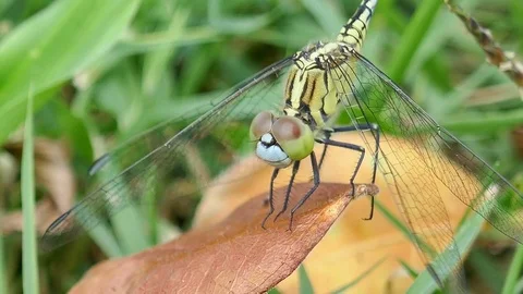 Dragonfly on the grass Stock Footage 78707555