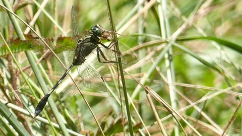 Dragonfly on grass Stock Footage 79095030