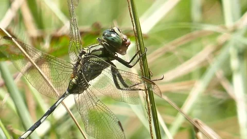 Dragonfly on grass Stock Footage 79096000