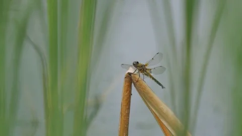  Dragonfly on the grass Stock Footage 85185698