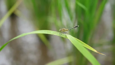 Dragonfly on a grass Vídeo Stock 157668559