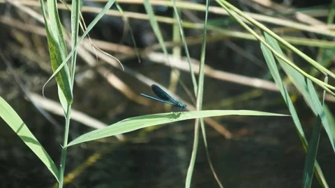 Dragonfly on the grass Stockbeeldmateriaal 255622651
